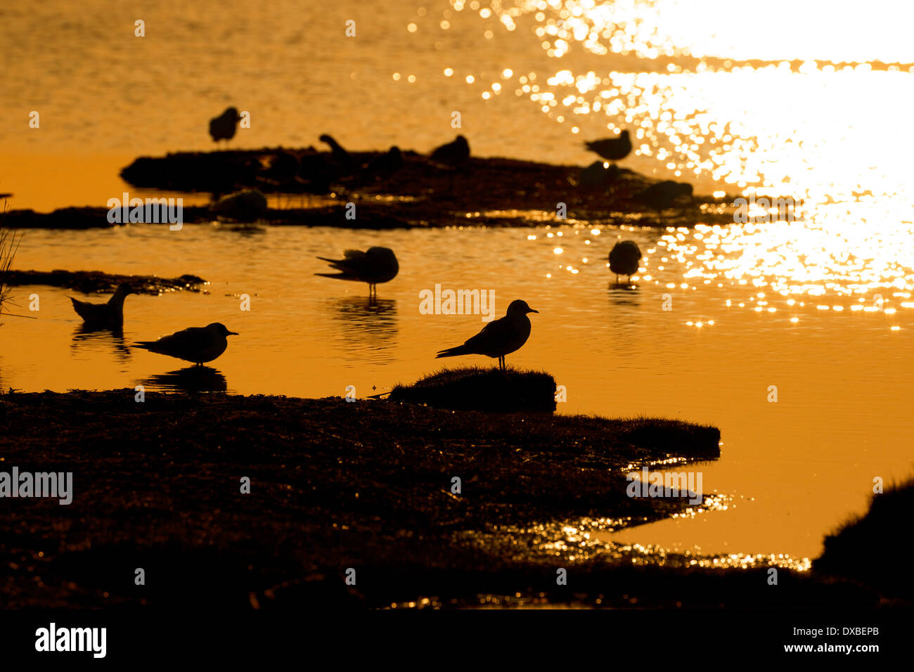 Oare marshes nature reserve hires stock photography and images  Alamy
