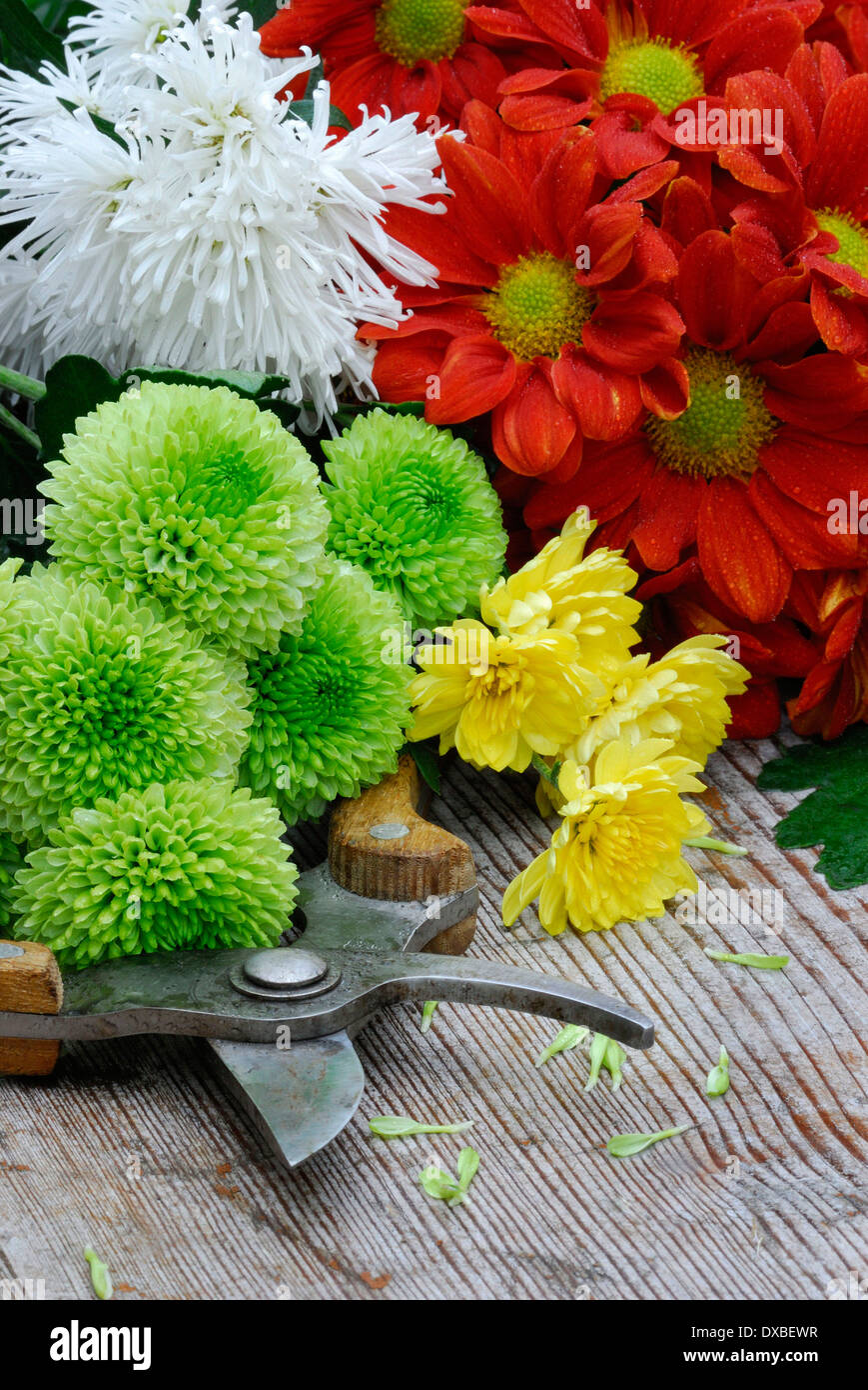 Chrysanthemum hires stock photography and images Alamy
