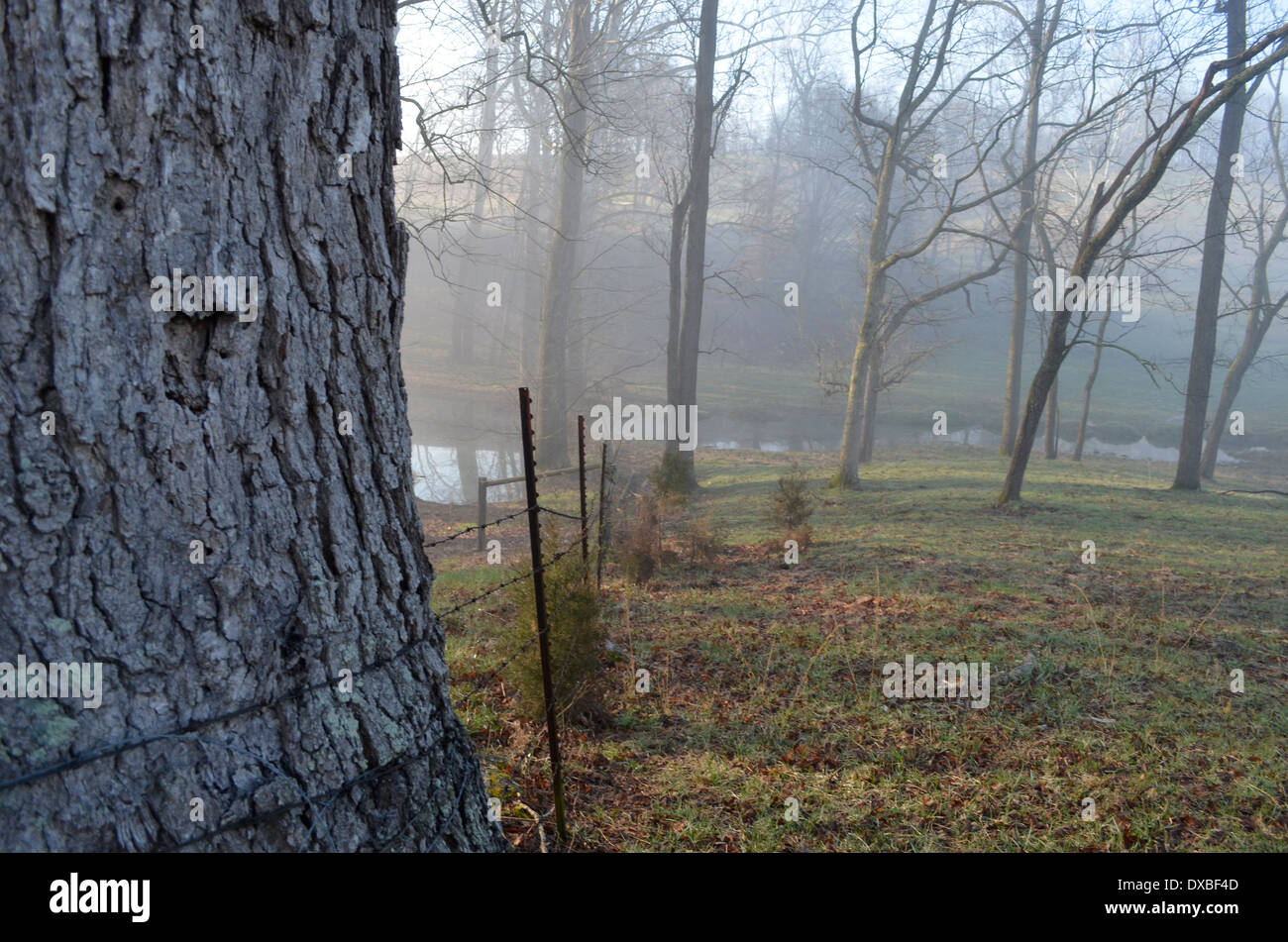Morning in the woods hi-res stock photography and images - Alamy