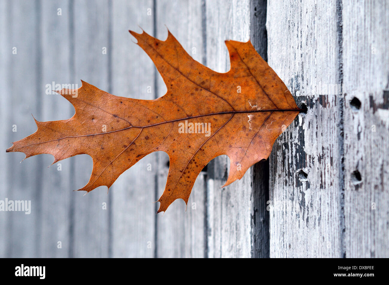 leaf  by andrea quercioli Stock Photo