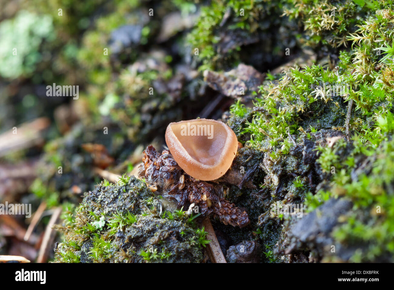 Ciboria amentacea mushroom Stock Photo