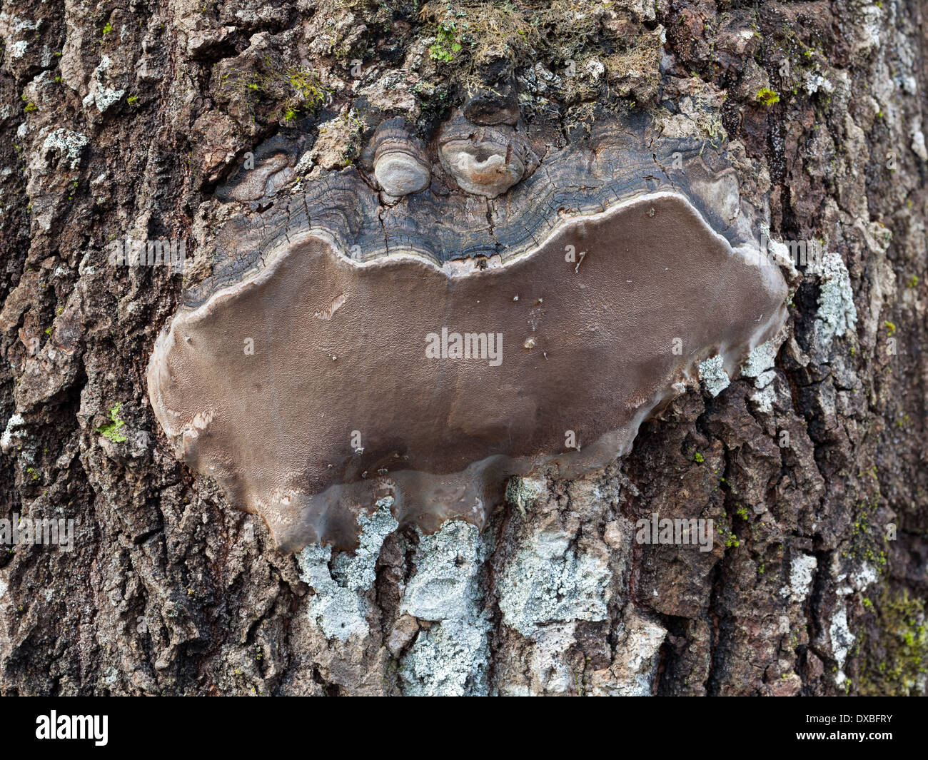 Phellinus tremulae mushroom Stock Photo
