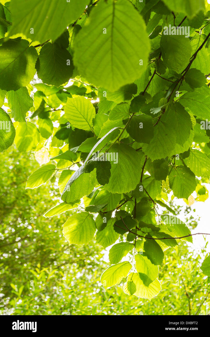 Green leaves on a tree hi-res stock photography and images - Alamy