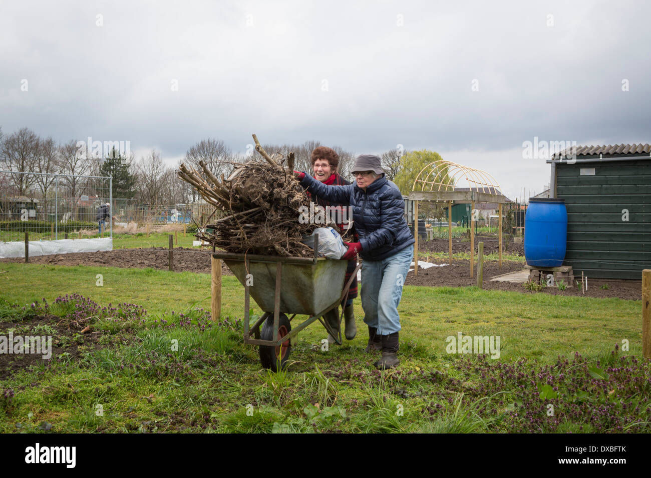 Two women wit a wheelbarrow  carrying rubbish during cleaning day at the allotment garden Stock Photo