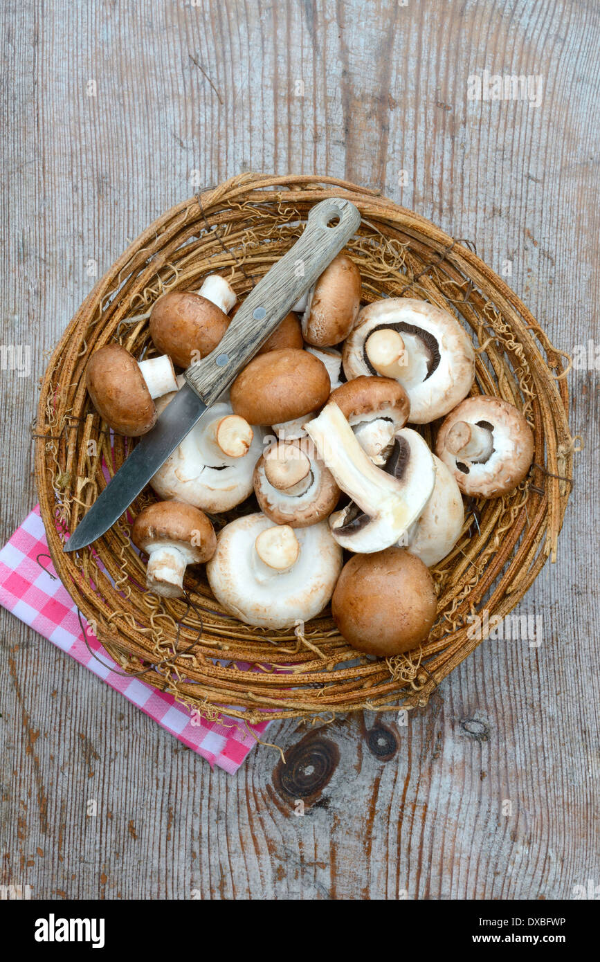 https://c8.alamy.com/comp/DXBFWP/cultivated-button-mushrooms-DXBFWP.jpg