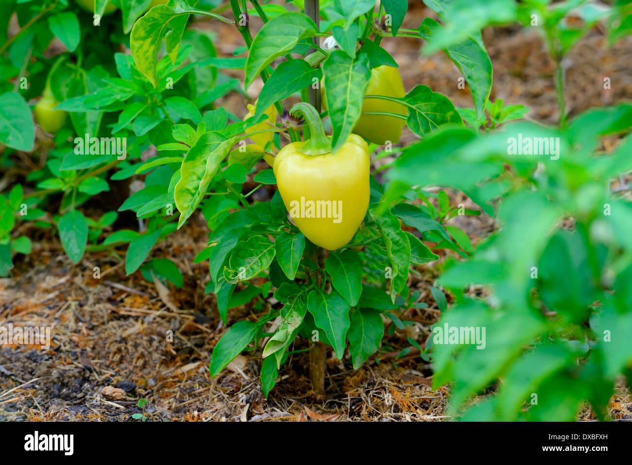 Capsicum Spec High Resolution Stock Photography and Images - Alamy
