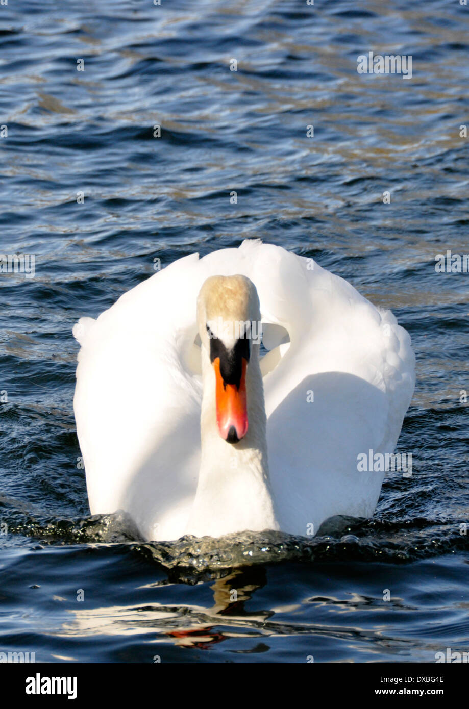 Adult swan full plumage - approaching at speed - bow wave - aggressive posture - bright sunlight - dark rippling waters Stock Photo
