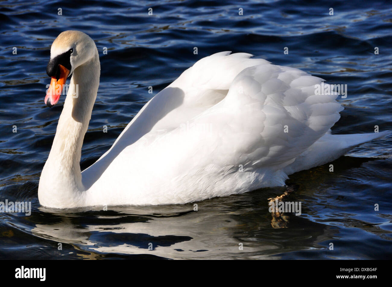 Adult swan - full plumage - graceful on a lake - bright sunlight - contrasts white against dark rippling waters Stock Photo