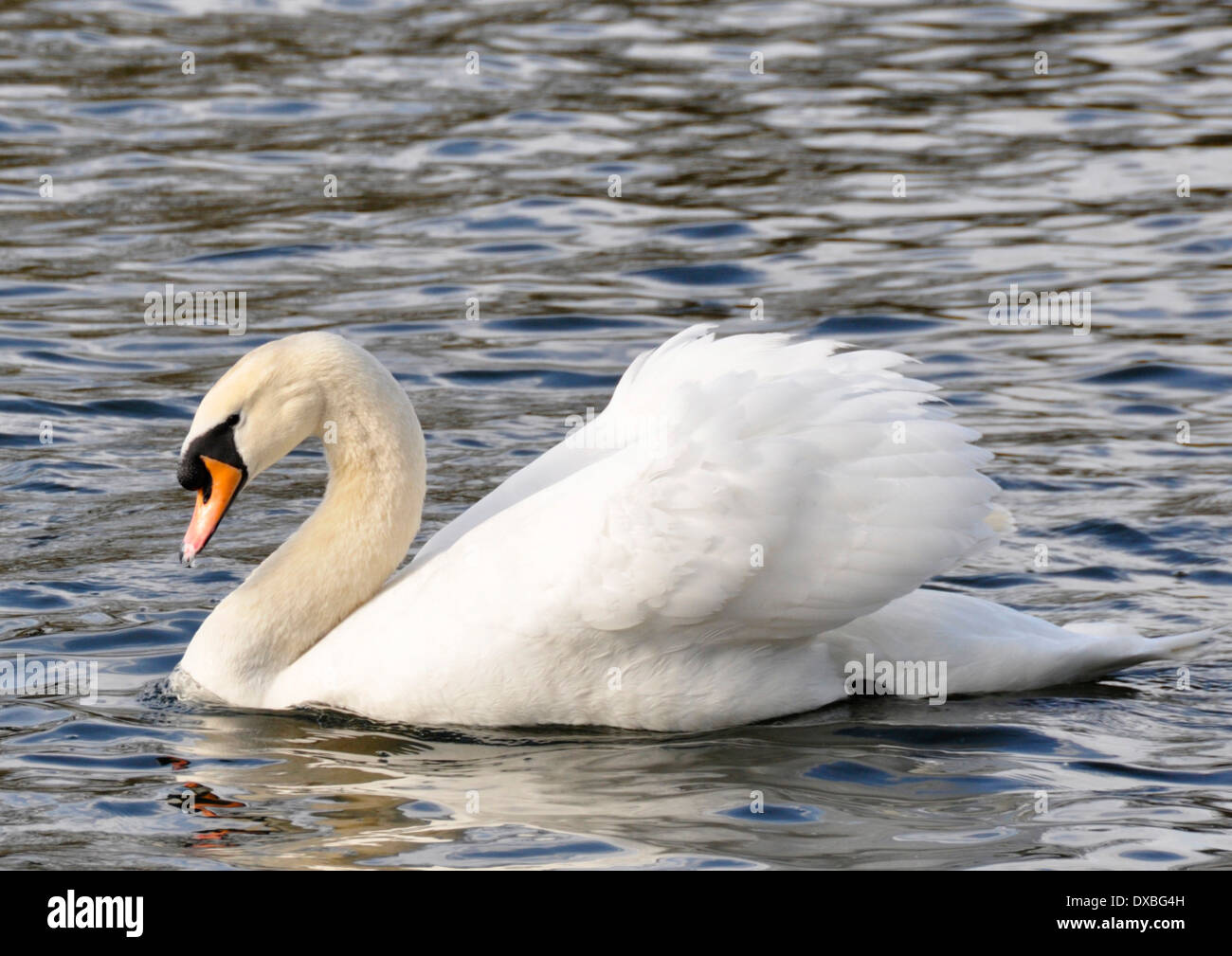 Adult Swan in full plumage sailing gracefully on a lake - rippling water - reflections Stock Photo