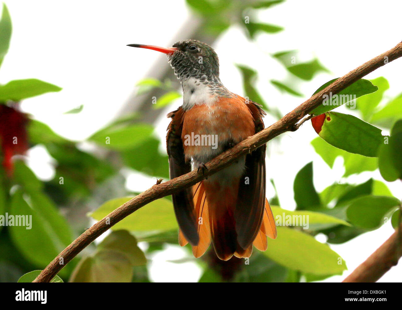 South American Amazilia or Emerald hummingbird ( Amazilia amazilia) Stock Photo