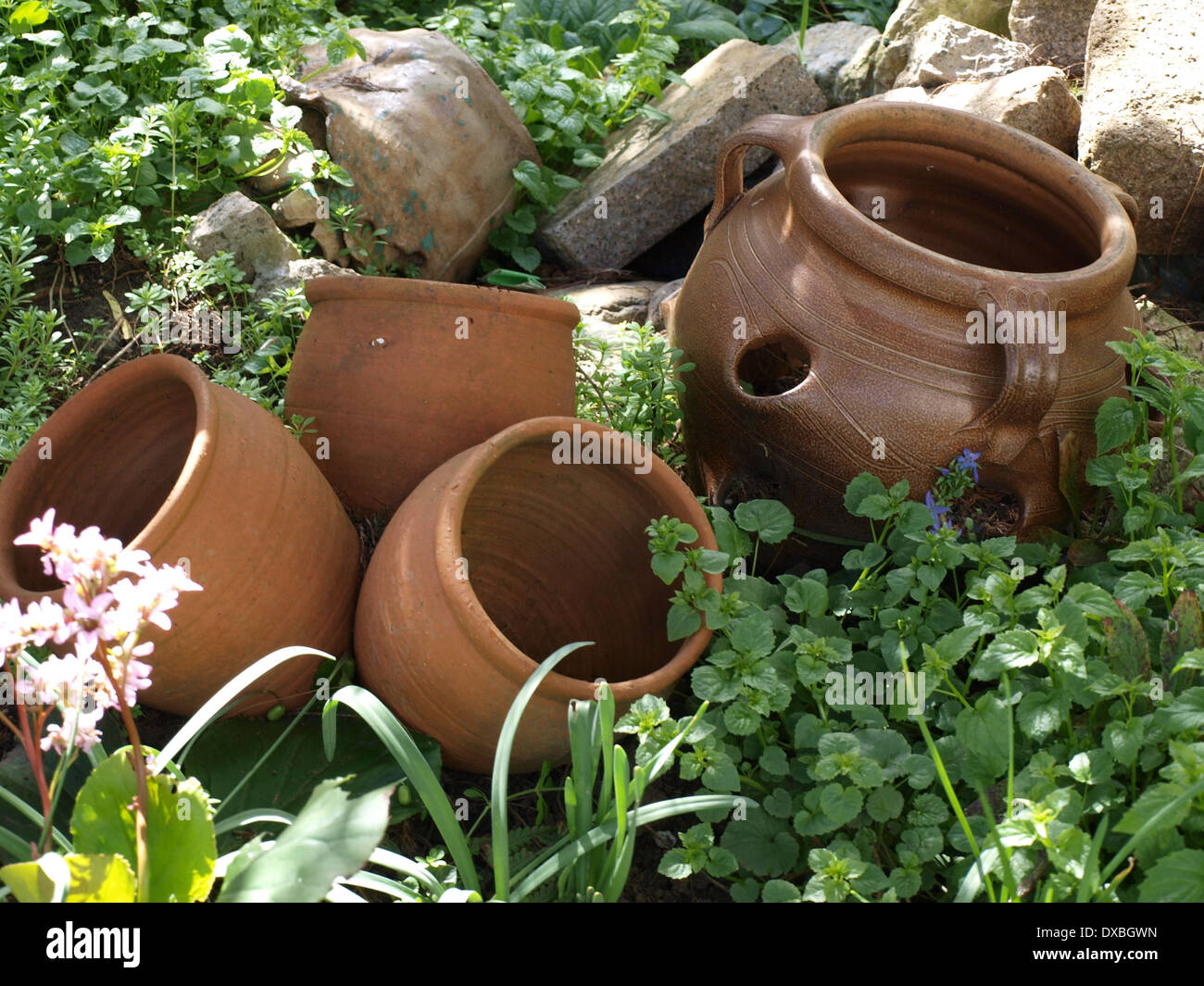 pots in garden rockery Stock Photo Alamy