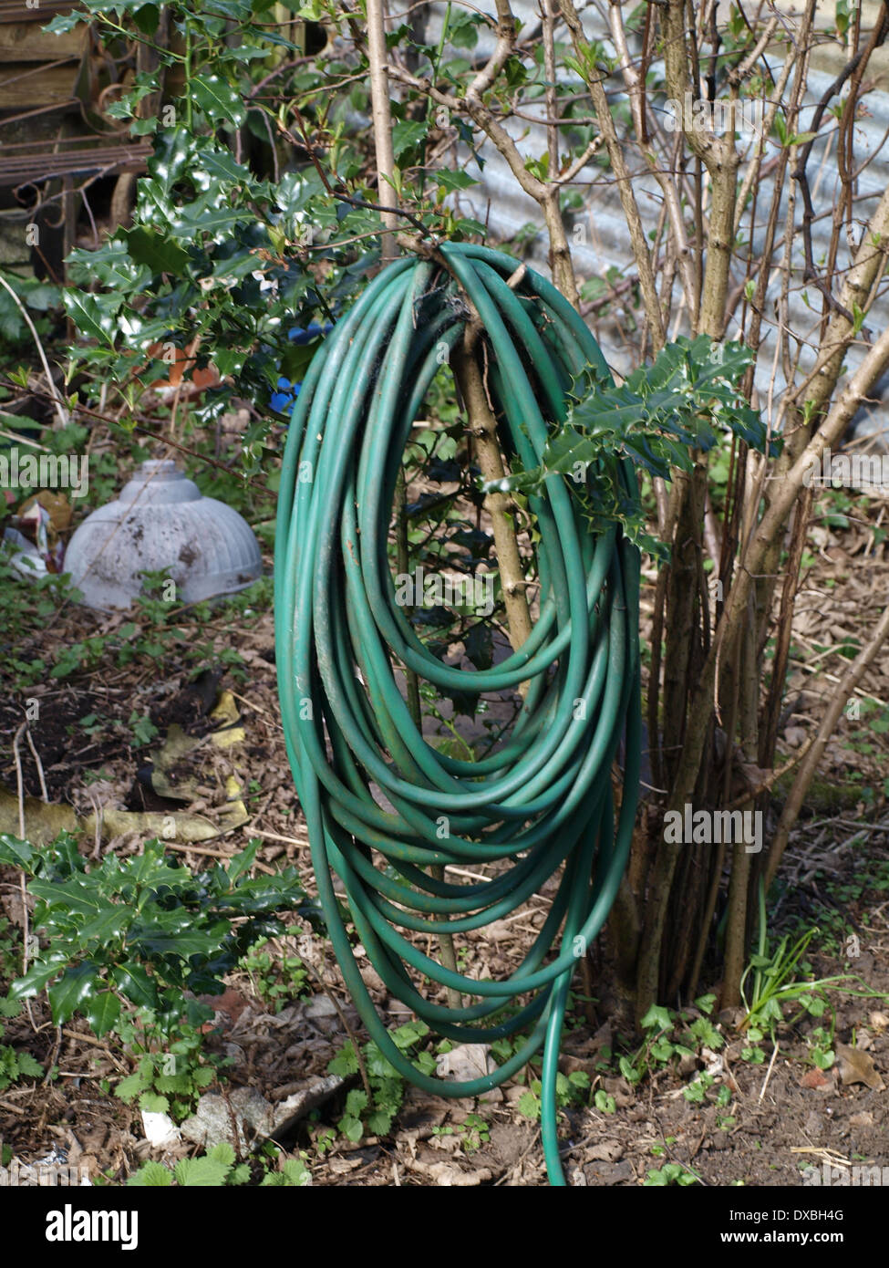 old hose pipe on a tree Stock Photo 67867088 Alamy