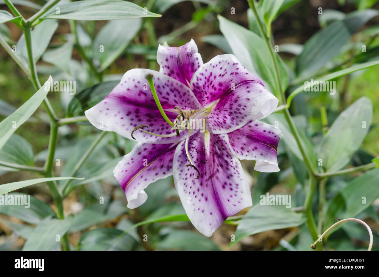 Blossoming purple lilies with green leaves in the garden Stock Photo - Alamy, image size:1300x951