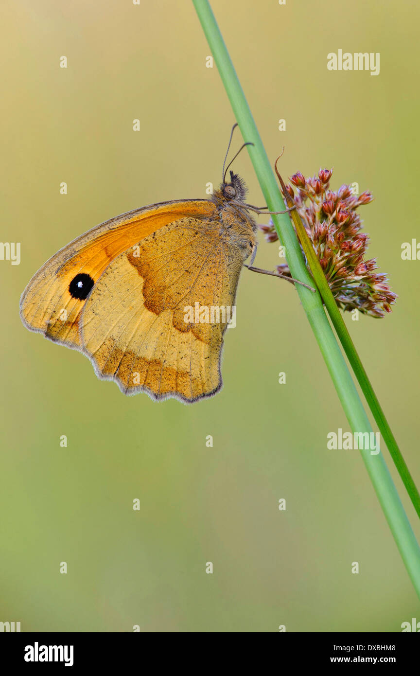 Meadow Brown Stock Photo