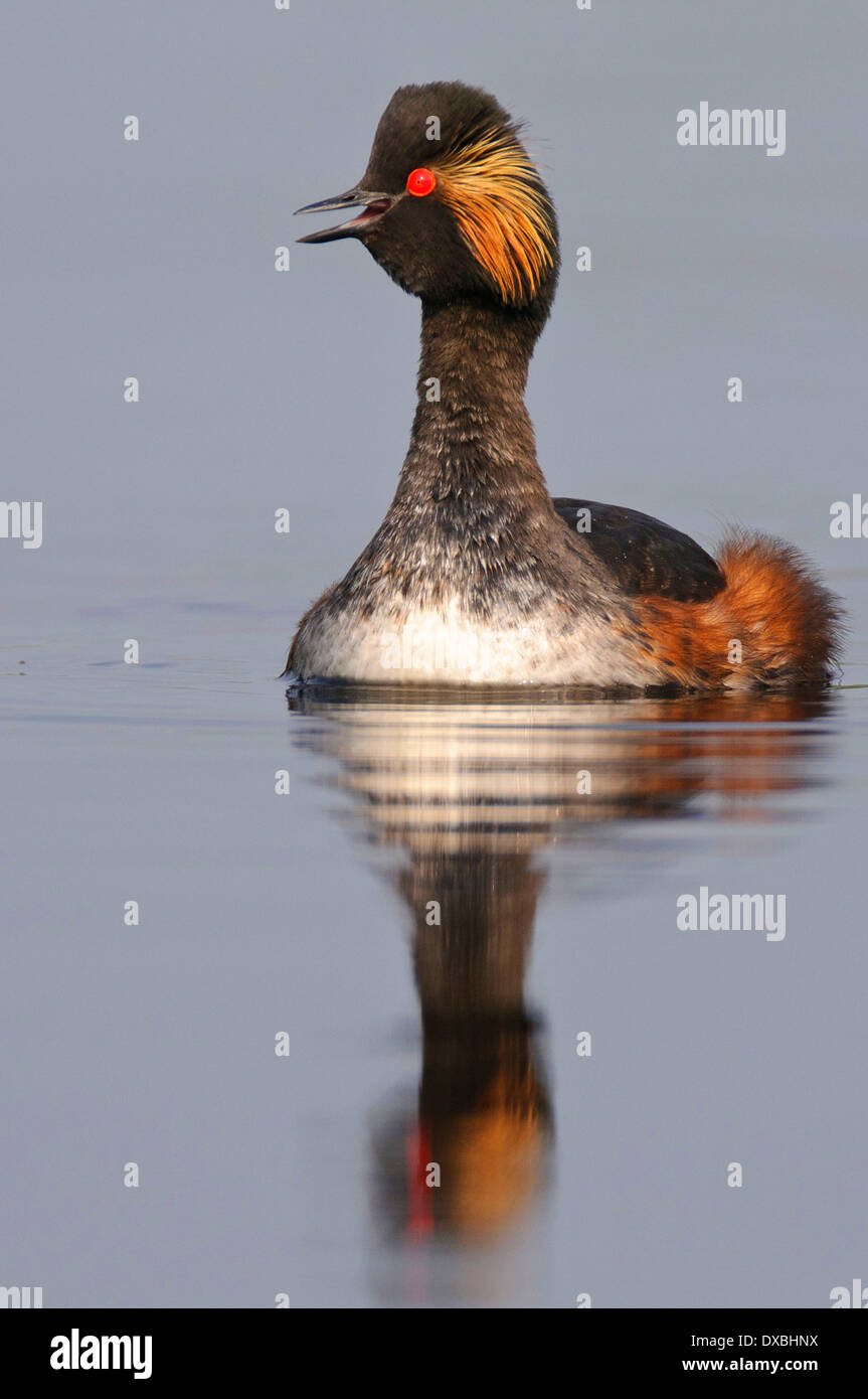 Black-necked Grebe Stock Photo