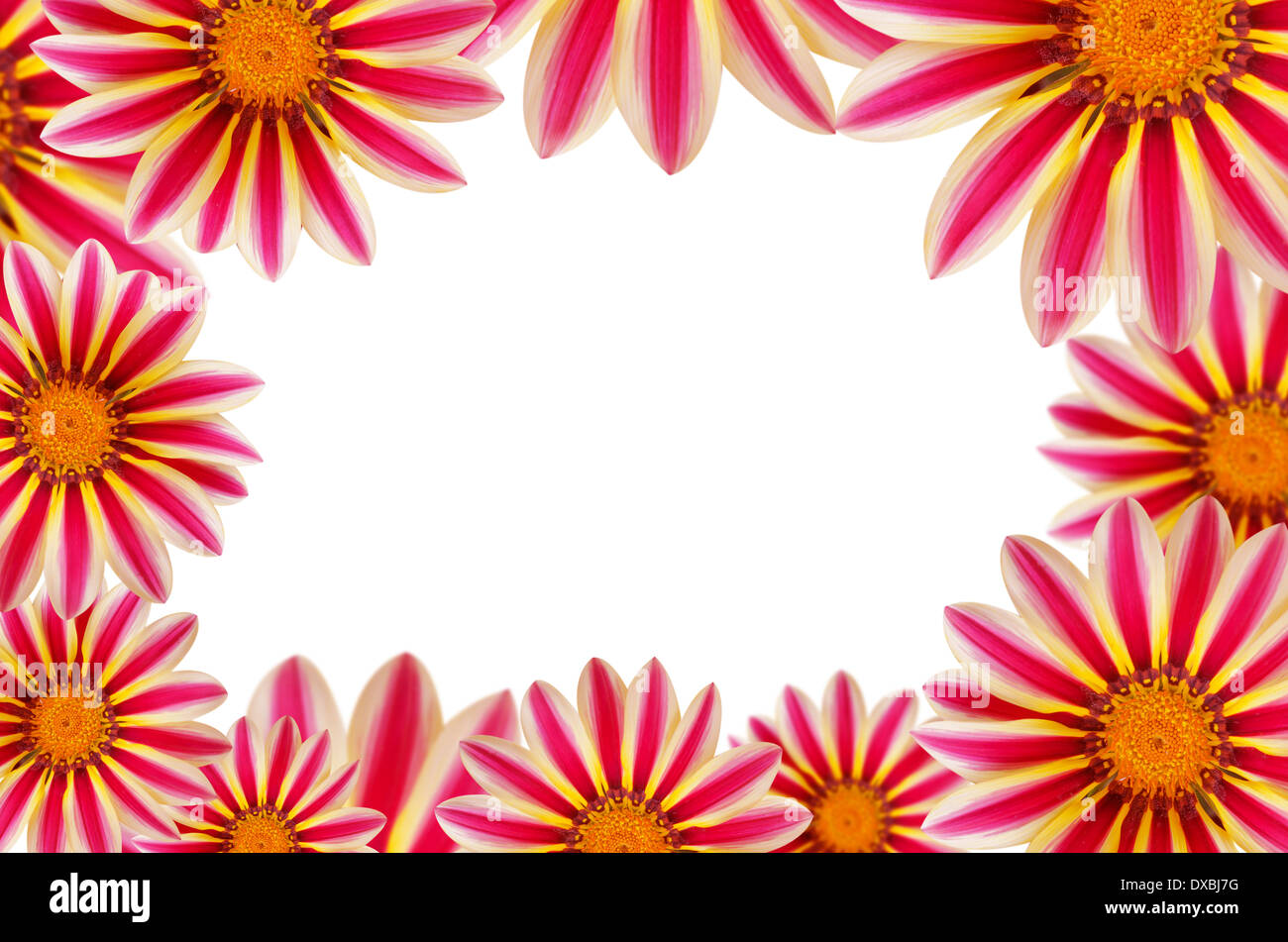 daisy flowers border with copy space , flower background Stock Photo