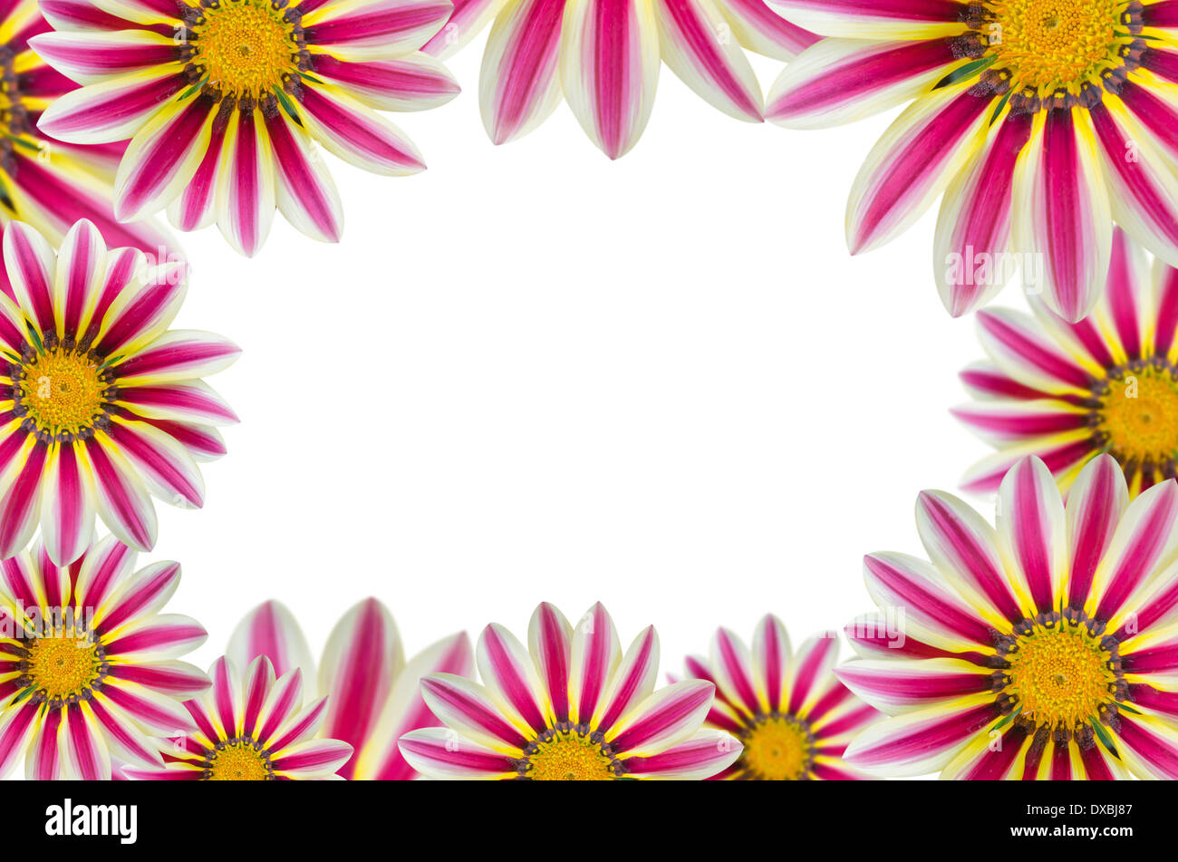 daisy flowers border with copy space , flower background Stock Photo