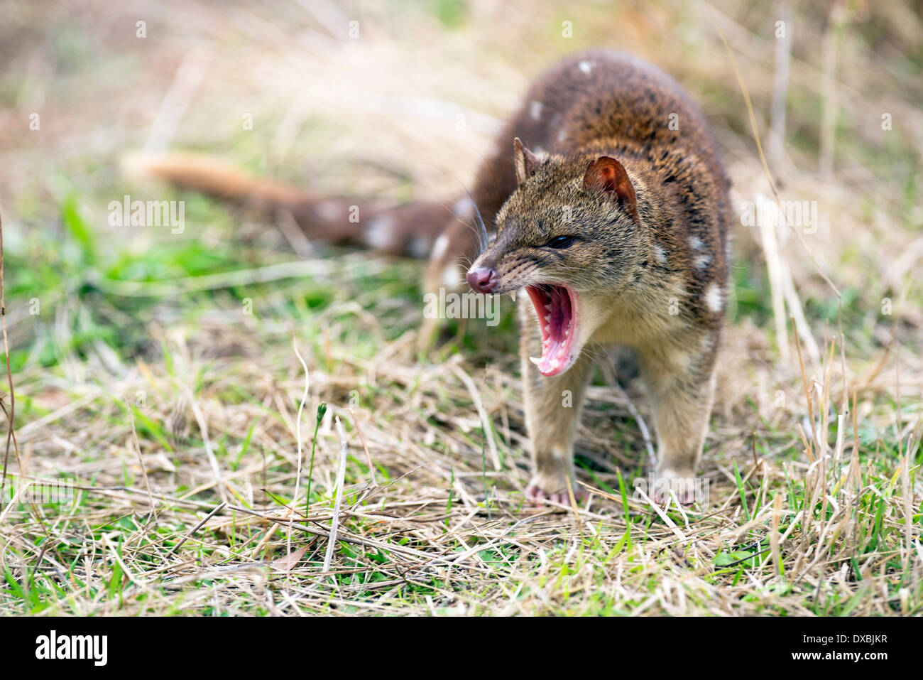Spottailed quoll (Dasyurus hallucatus). The species is also known as