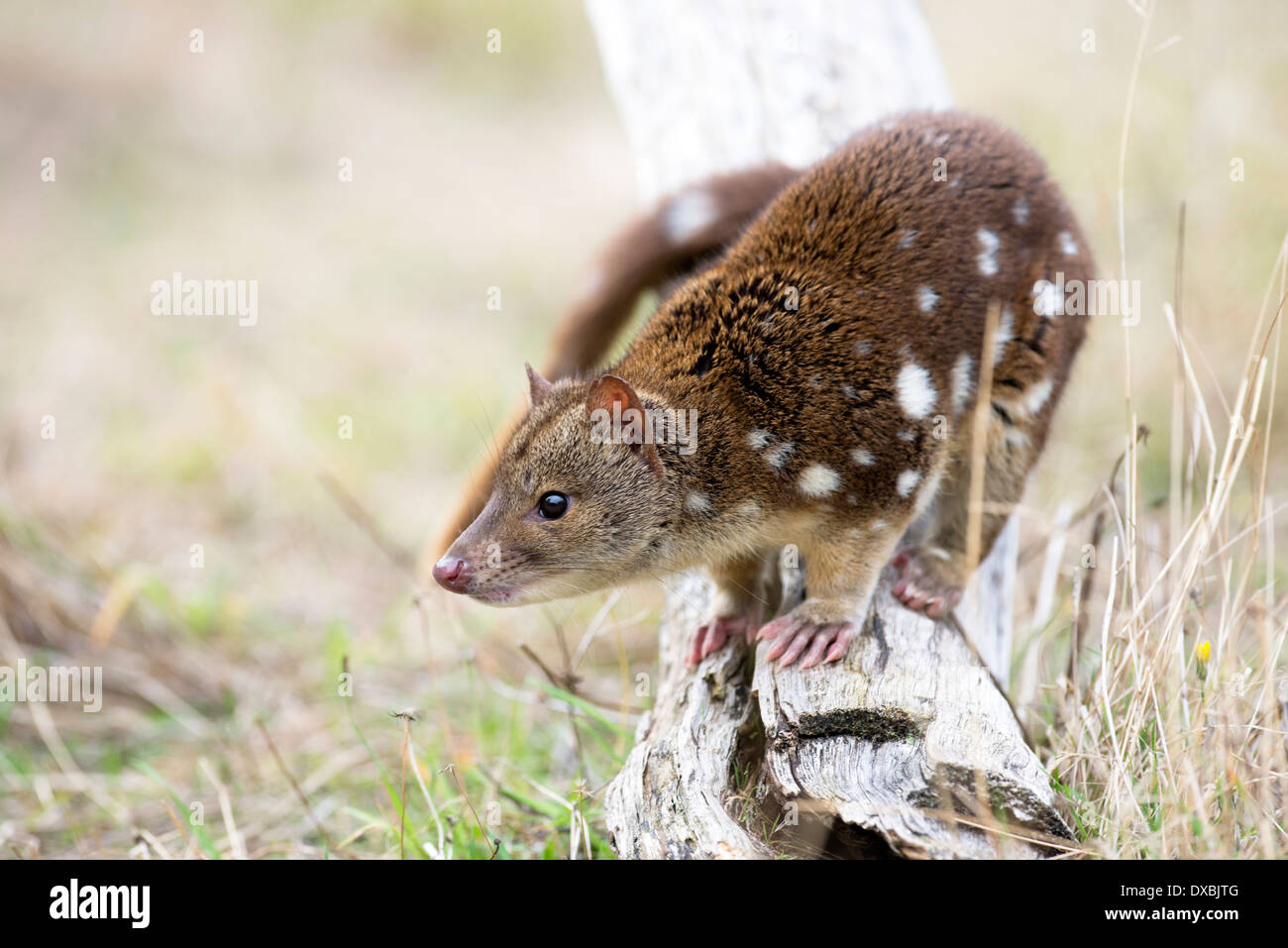 Spottailed quoll (Dasyurus hallucatus). The species is also known as