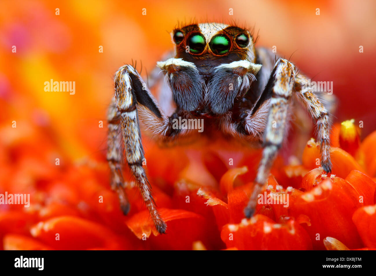 Turkish jumping spider close up with the orange flower background Stock Photo