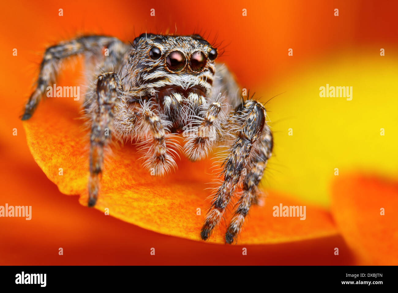 Turkish jumping spider close up with the orange flower background Stock Photo