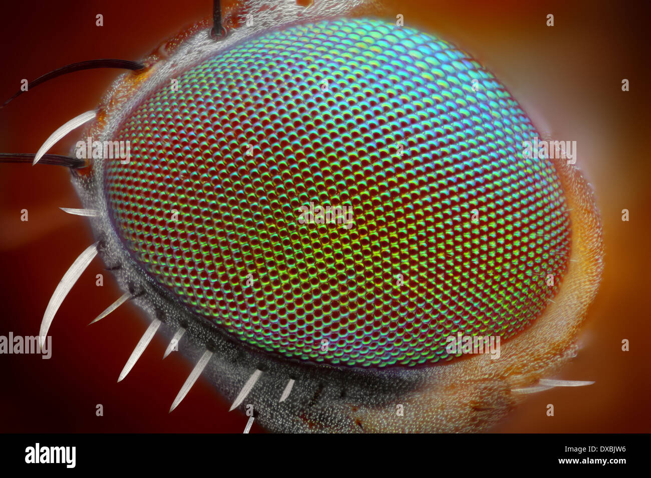 Extreme sharp and detailed fly compound eye surface at extreme magnification Stock Photo