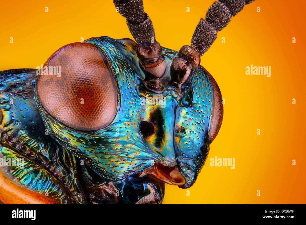 Extremely sharp and detailed view of small metallic wasp Stock Photo