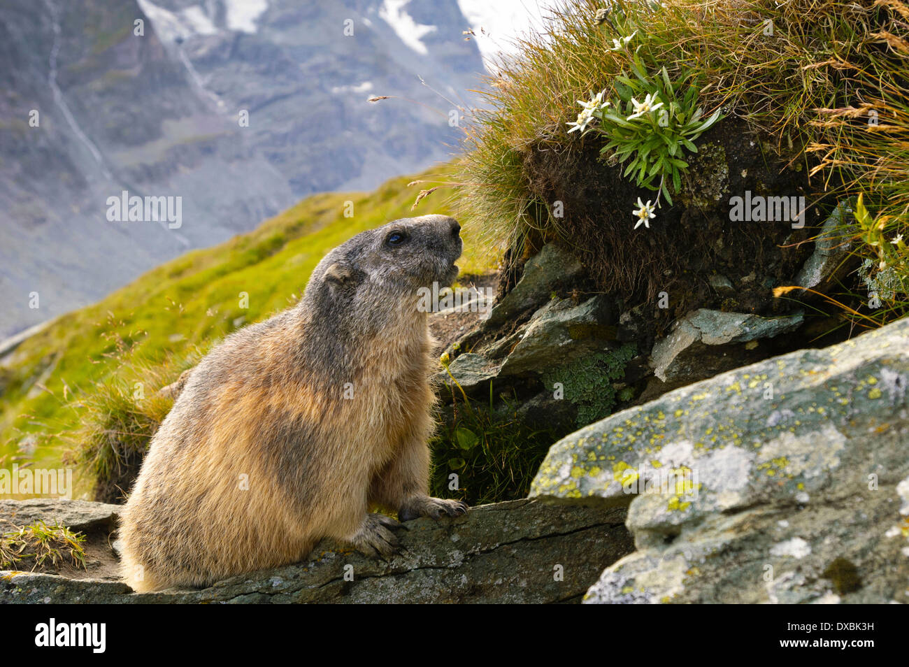 Alpine Marmot Stock Photo