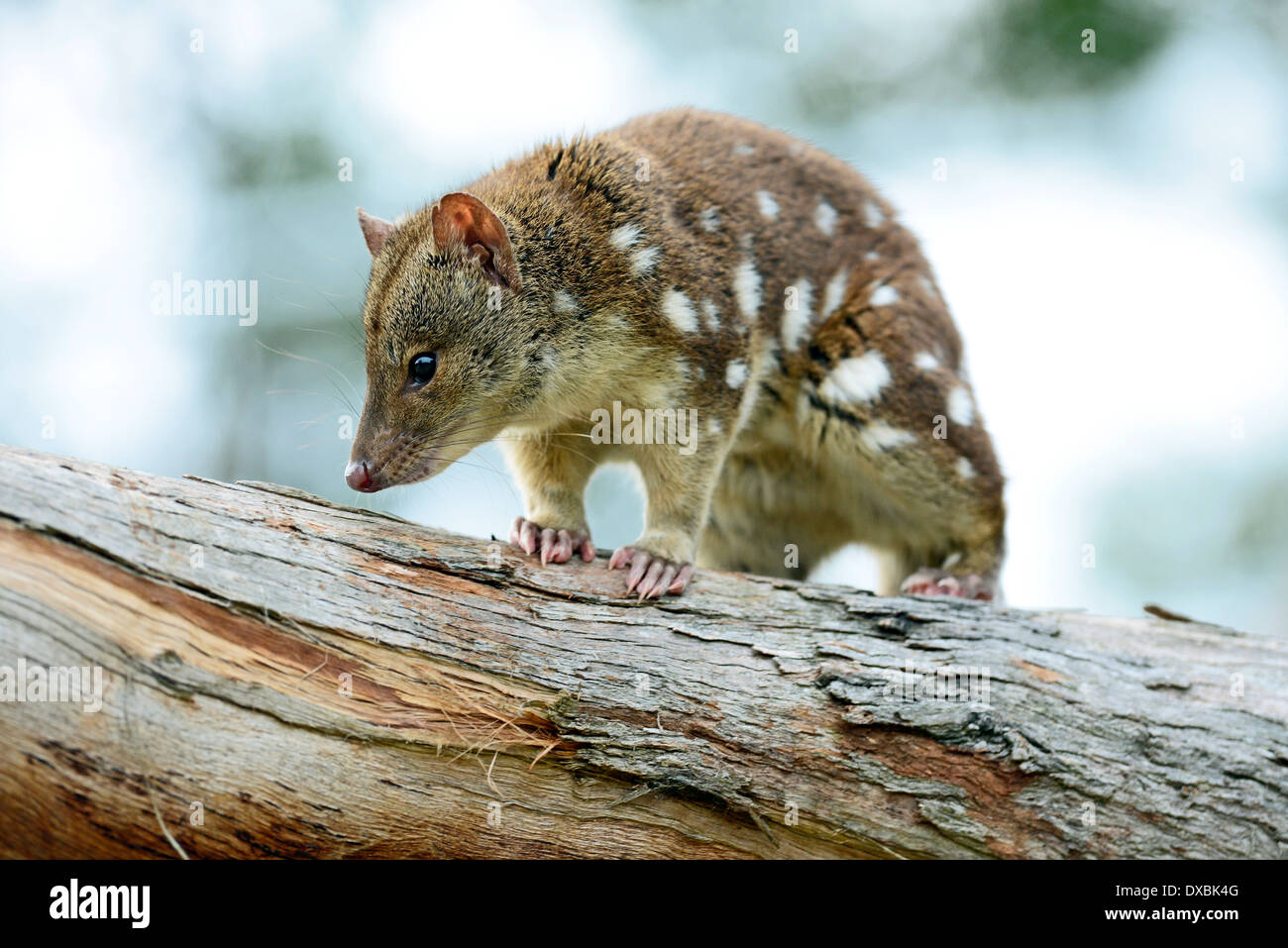 Spottailed quoll (Dasyurus hallucatus). The species is also known as