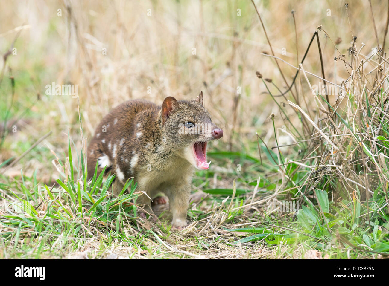 Spottailed quoll (Dasyurus hallucatus). The species is also known as