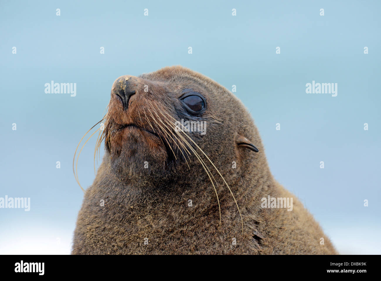 New Zealand fur seal (Arctocephalus forsteri). Adult, Stock Photo