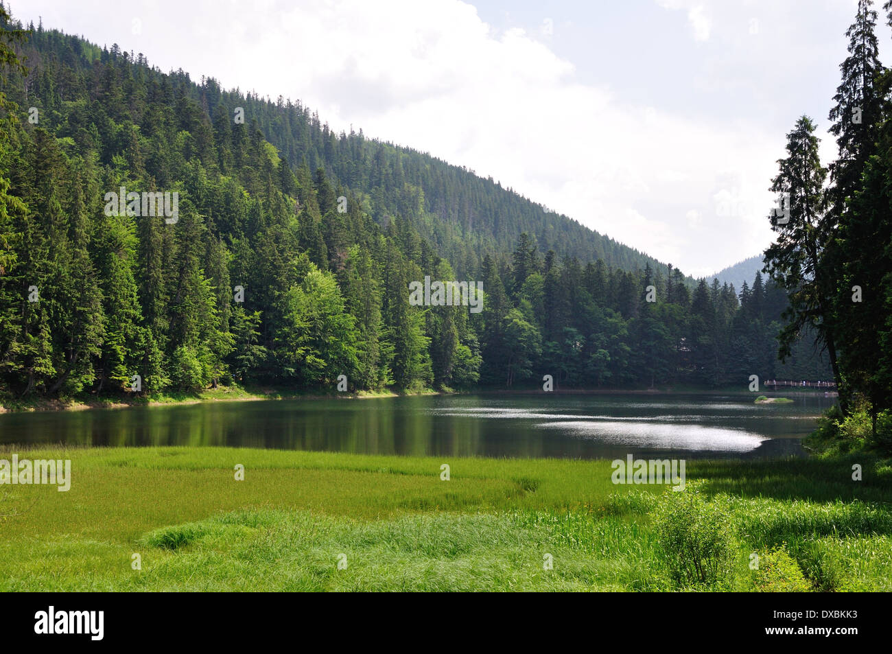 Pine trees forest mountain hi-res stock photography and images - Alamy
