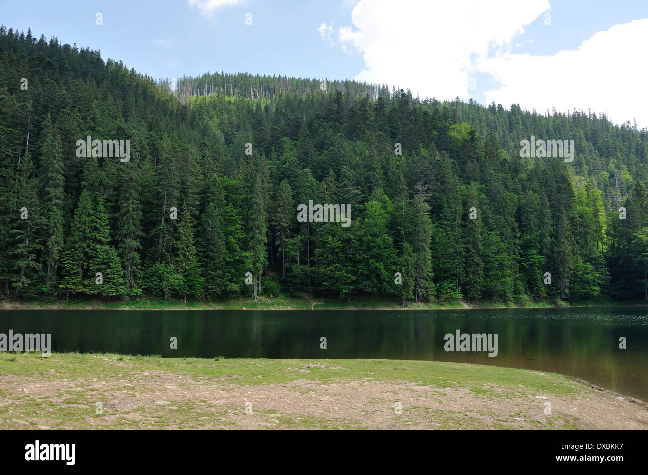 Pine trees forest mountain hi-res stock photography and images - Alamy
