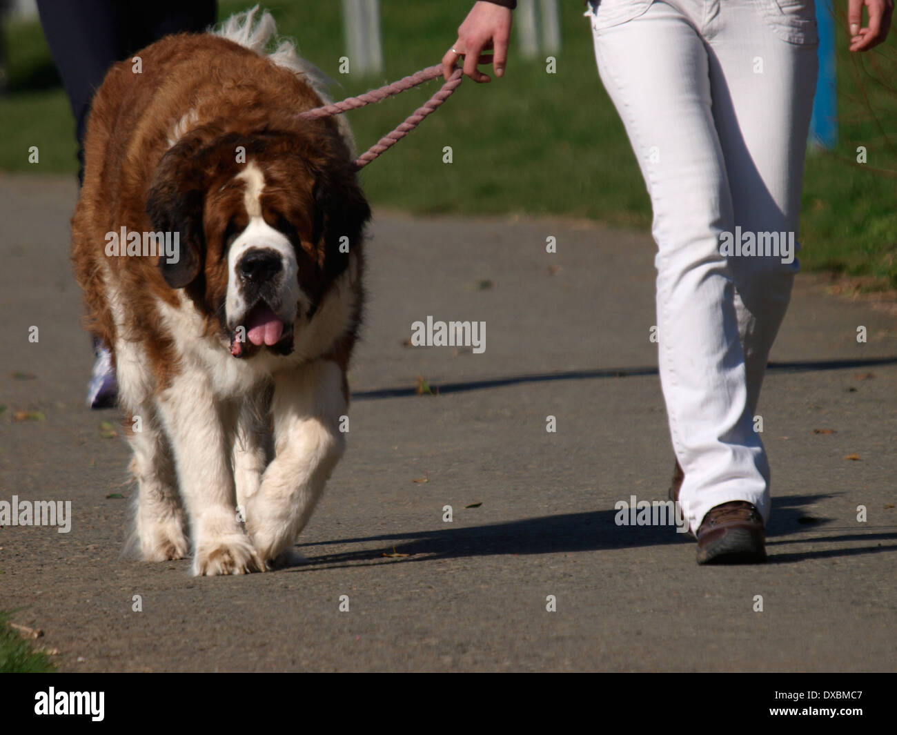 St bernard dog hires stock photography and images Alamy