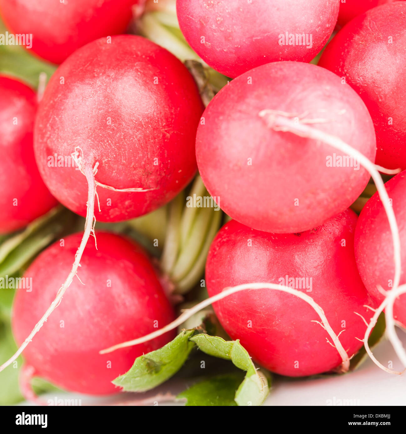 Pile of garden radish, closeup on white background Stock Photo Alamy