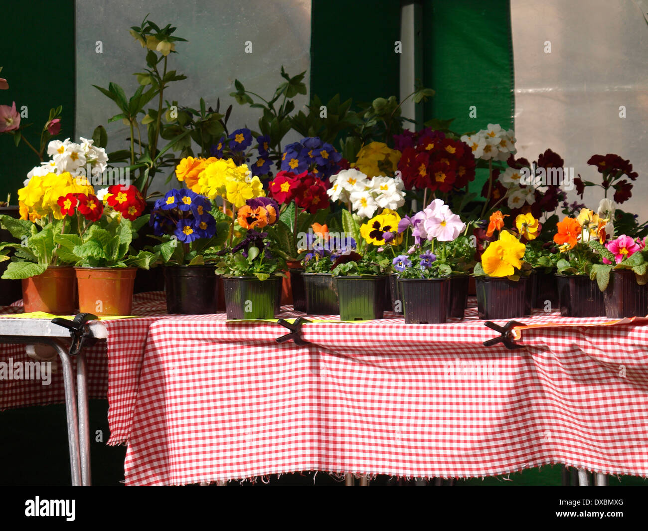 Plant seller's stall, Falmouth Market, Cornwall, UK Stock Photo Alamy
