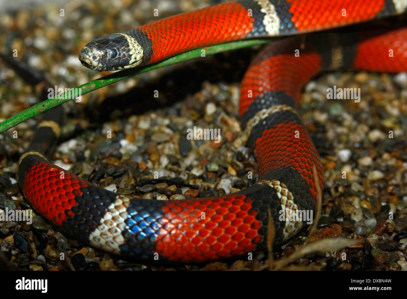 False Coral Snake (Lampropeltis triangulum) Stock Photo