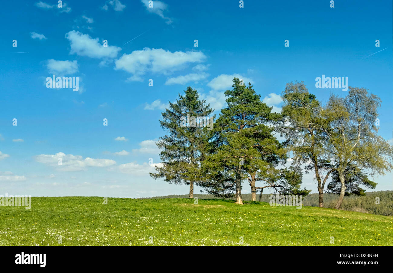 Meadow and blue sky in the Black Forest Stock Photo - Alamy
