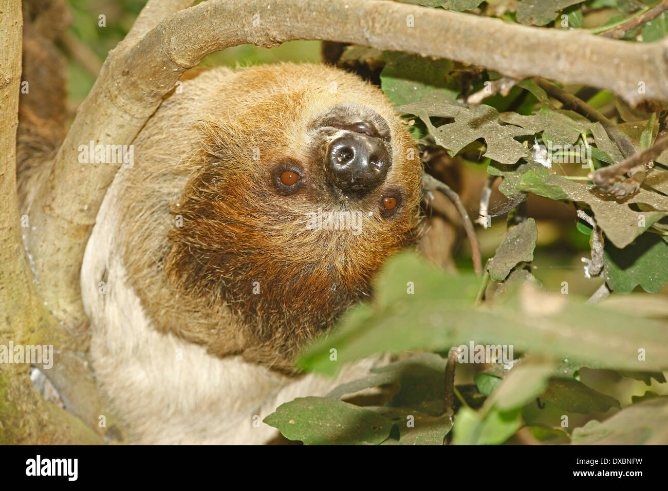 Linné's Two-toed Sloth, or Southern Two-toed Sloth (Choloepus didactylus) closeup in Tropical Forest habitat Stock Photo