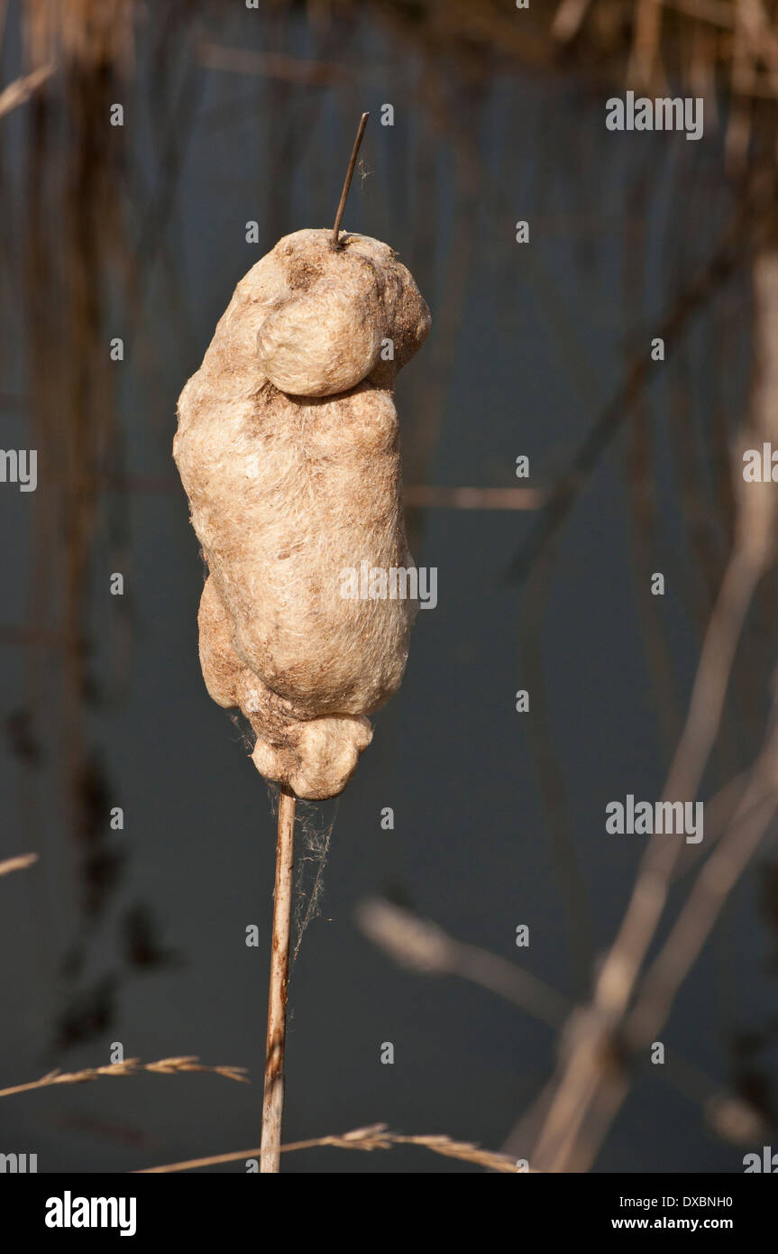 Typha bulrush seed head Stock Photo
