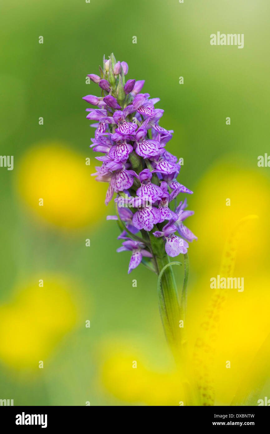 Southern Marsh Orchid Stock Photo