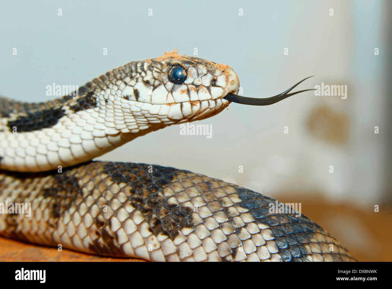 Pine Snake (Pituophis melanoleucos) with forked tongue Stock Photo - Alamy