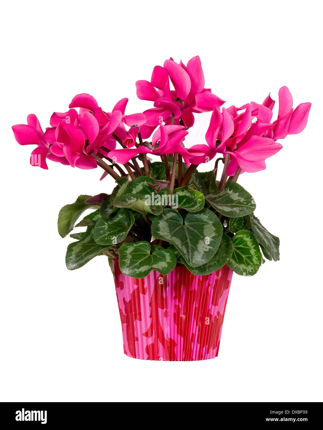 Pink flower with green leaves in red pot Stock Photo - Alamy