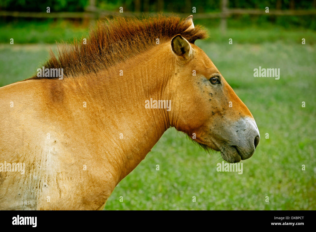 Przewalski wild horse (Equus przewalskii) closeup Stock Photo