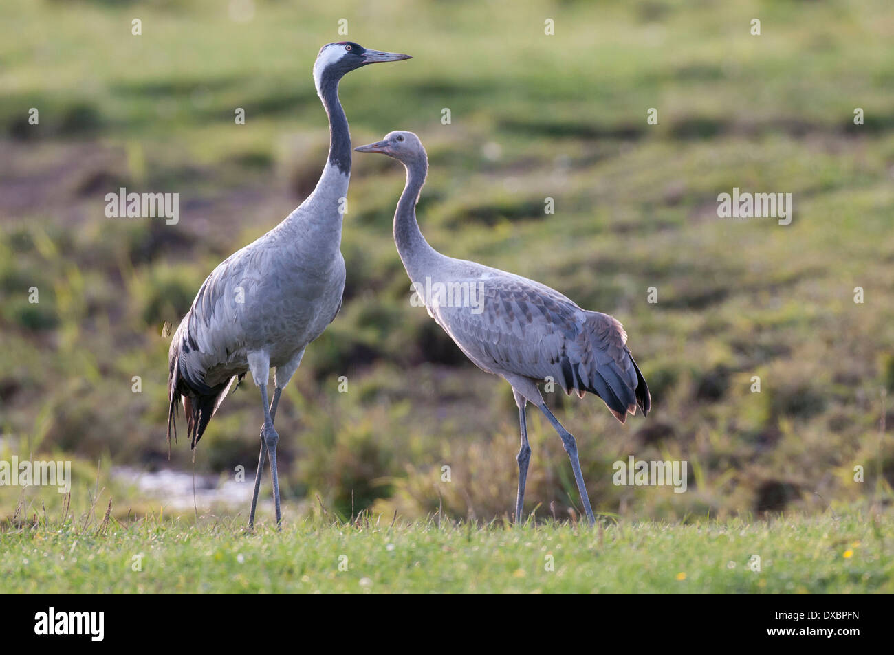 Juvenile Crane Hi Res Stock Photography And Images Alamy