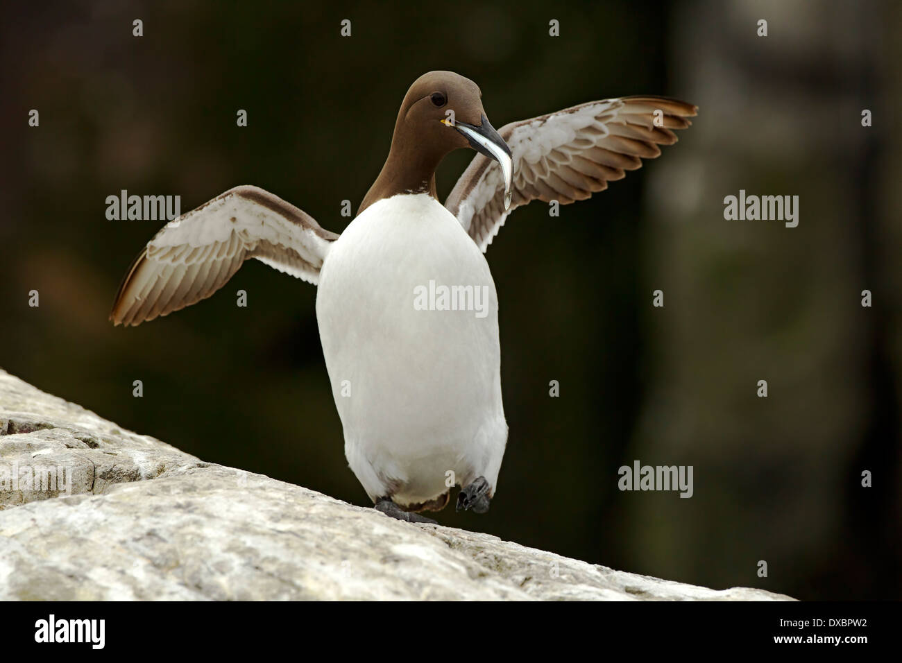 Guillemot skipping over rocks with a fish; Stock Photo