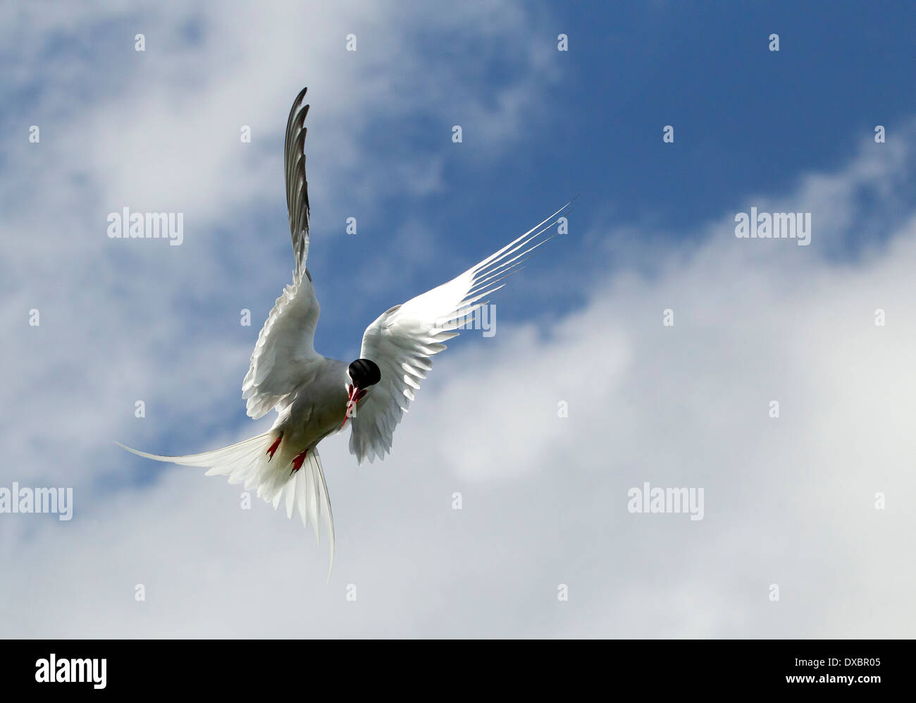 Arctic tern in flight against blue sky background Farne Islands, Northumberland, England, UK. Stock Photo