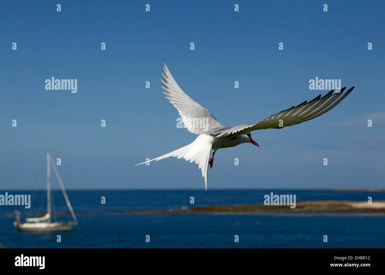 Arctic tern hovering over the sea on the Farne Islands with sail boat in the background, Northumberland, England, UK. Stock Photo