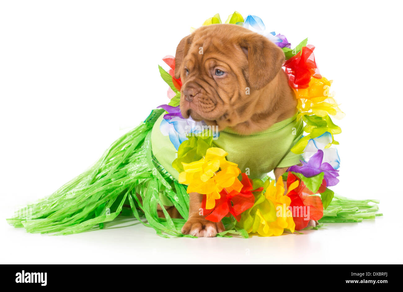 hula dog - dogue de bordeaux wearing grass skirt and lei Stock Photo