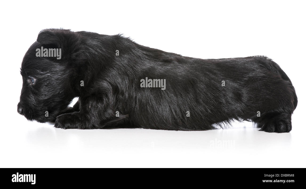 scared puppy - scottish terrier isolated on white background Stock Photo